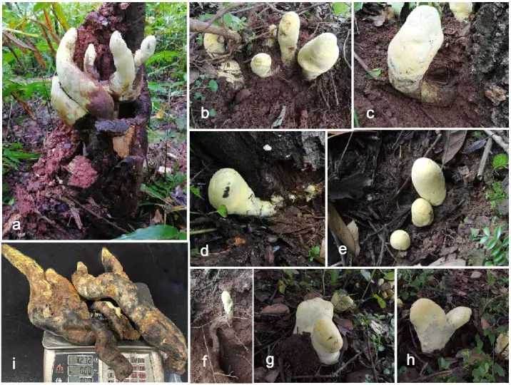科学家发现真菌新科新种霸王滇菌