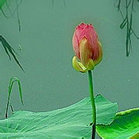 小逗比