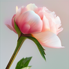 EternalPeach