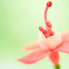 蒲公英糖豆