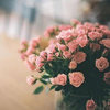 AstralBloom