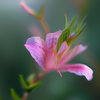 安静的壁花